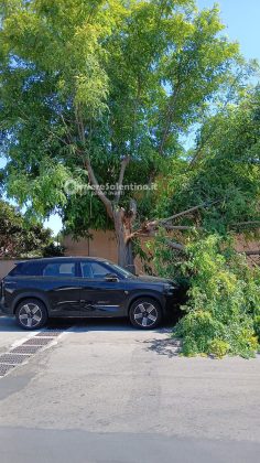 Grosso albero si spezza e crolla sulle auto a Torre dell’Orso: due vetture danneggiate, nessun ferito - Corriere Salentino