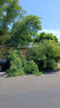 Grosso albero si spezza e crolla sulle auto a Torre dell’Orso: due vetture danneggiate, nessun ferito - Corriere Salentino