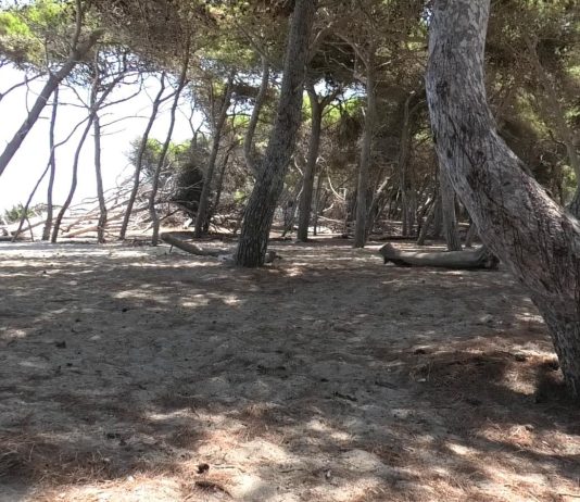 Controlli ad alto impatto e multe salate ai trasgressori nelle marine di Melendugno