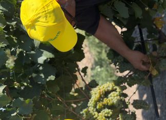 Vendemmia, uve sane e qualità eccellente