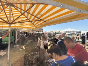 Fiera del bestiame sempre più vuota, a Frigole cresce la delusione: “Così rischia di sparire” - Corriere Salentino