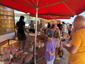 Fiera del bestiame sempre più vuota, a Frigole cresce la delusione: “Così rischia di sparire” - Corriere Salentino