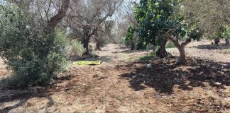 Home - Corriere Salentino