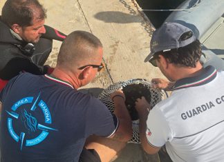 Liberati dalla Guardia Costiera altri 300 ricci di mare pescati illegalmente