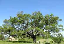 alberi monumentali: masaf aggiorna l’elenco nazionale. lollobrigida: “custodi della nostra storia e del nostro territorio” Ambiente - Corriere Salentino