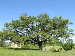 alberi monumentali: masaf aggiorna l’elenco nazionale. lollobrigida: “custodi della nostra storia e del nostro territorio” Ambiente - Corriere Salentino