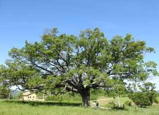 Alberi monumentali: Masaf aggiorna l’Elenco nazionale. Lollobrigida: “Custodi della nostra storia e del nostro territorio”