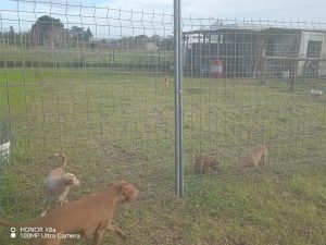 Tre cani morti nell’incendio a Carmiano, la famiglia sotto attacco: gli sciacalli del web non rispettano neppure il dolore - Corriere Salentino