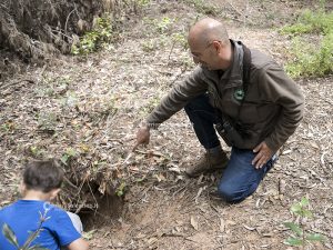 La fauna del Salento: Il tasso, il geometra abusivo del sottobosco - Corriere Salentino