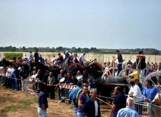 Fiera del Bestiame di Frigole: l’assessore Guido chiede formalmente lo stop al sindaco Poli Bortone: “Troppo caldo”