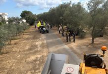 al via la la raccolta delle olive, produzione giù fino a oltre il 40%, ma ottima qualità Ambiente - Corriere Salentino