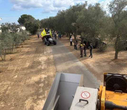 Al via la la raccolta delle olive, produzione giù fino a oltre il 40%, ma ottima qualità