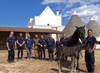 Il “Progetto San Giorgio” celebra i primi nati: eccellenza scientifica e biodiversità italiana al servizio del Reggimento Corazzieri