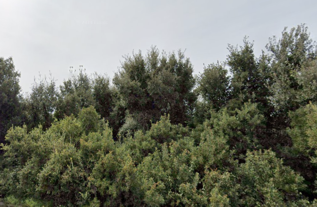 Xylella, temperature al suolo più alte di 2,4 °c la ricerca di Unisalento: “Foreste al posto degli ulivi” - Corriere Salentino