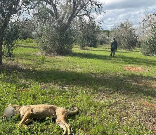 Lupo ucciso in campagna, domani prende il via il processo nei confronti di un 67enne