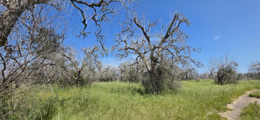Xylella, temperature al suolo più alte di 2,4 °c la ricerca di Unisalento: “Foreste al posto degli ulivi” - Corriere Salentino