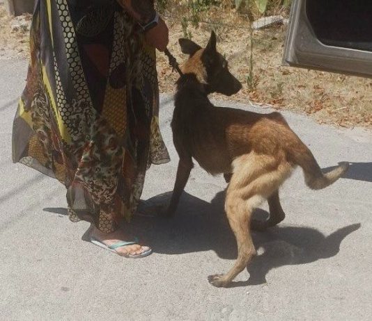 Cane abbandonato in un giardino: salvato dalla Polizia Locale, denunciata l’ex inquilina