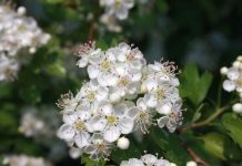 flora e vegetazione del salento: biancospino comune, la spina dei druidi Ambiente - Corriere Salentino