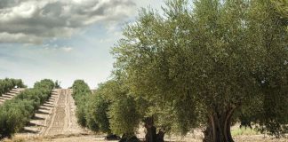 Home - Corriere Salentino