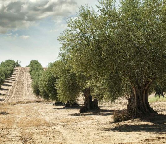 Cattivo odore a Nardò, è “colpa” del letame usato in agricoltura