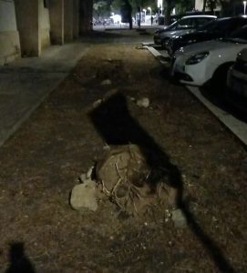 Via Po, “14 alberi tagliati senza autorizzazione da un dipendente Lupiae”: Santa Rosa insorge, Poli valuta la denuncia - Corriere Salentino