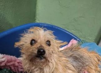 Simula il ritrovamento del proprio cane per abbandonarlo: denunciata una donna