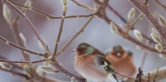 Home - Corriere Salentino