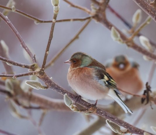 La fauna del Salento: Fringuello, il gentiluomo lunatico