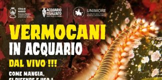 Home - Corriere Salentino