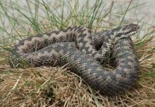 la fauna del salento: la vipera, la diva del sottobosco Ambiente - Corriere Salentino