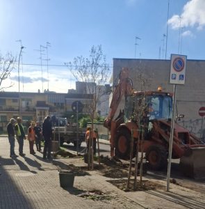 Lecce, a Santa Rosa arrivano 15 nuovi alberi al posto delle yucche e marciapiedi rimessi a nuovo. Ma c’è anche un esposto - Corriere Salentino