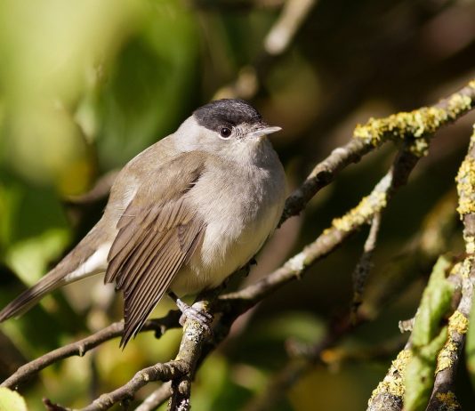 La fauna del Salento. Capinera: la cantante il berretto