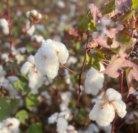 Cotone, cresce la filiera in Puglia con i grandi brand della moda