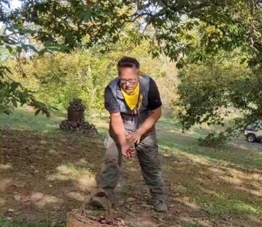 Castagne, crolla la raccolta di oltre il 90% in Puglia