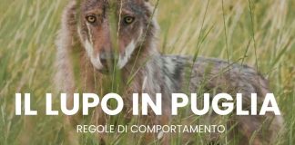 Home - Corriere Salentino
