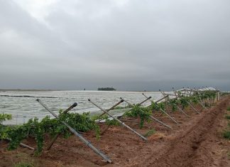 Maltempo, nubigrafi improvvisi e forti raffiche di vento. Tromba d’aria sradica tendoni e vigneti nel tarantino