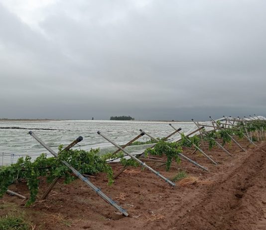 Maltempo, nubigrafi improvvisi e forti raffiche di vento. Tromba d’aria sradica tendoni e vigneti nel tarantino