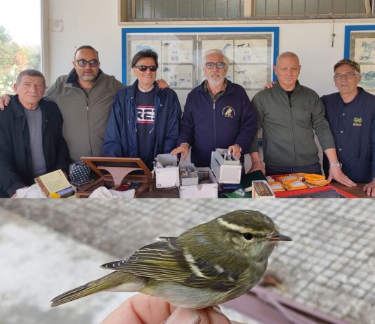 Eccezionale ritrovamento ornitologico nel Salento: inanellato un raro Luì forestiero a Trepuzzi