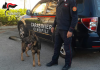 Home - Corriere Salentino