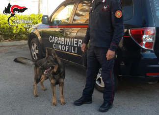 Il cane Eros fiuta la droga, due giovani finiscono agli arresti domiciliari