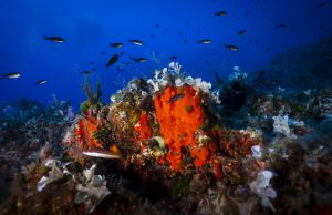 Mare caldo, nuovi dati di Greenpeace: nell'estate 2026 le temperature marine hanno battuto ogni record - Corriere Salentino