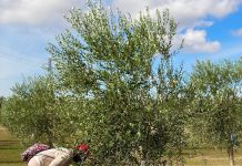 Ambiente - Corriere Salentino