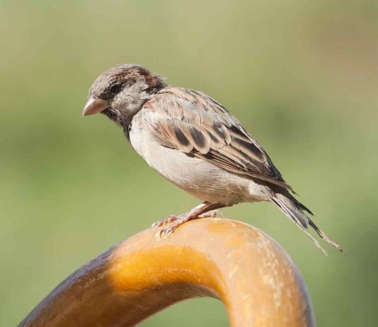 La fauna del Salento: il passero, il monello di città