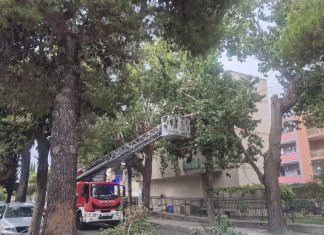 Lecce, rami pericolanti in Viale Grassi: intervengono i vigili del fuoco ed i vigili urbani