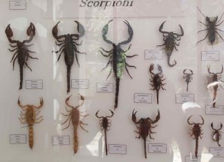 La fauna del Salento: Scorpione, il cavaliere in armatura da bagno