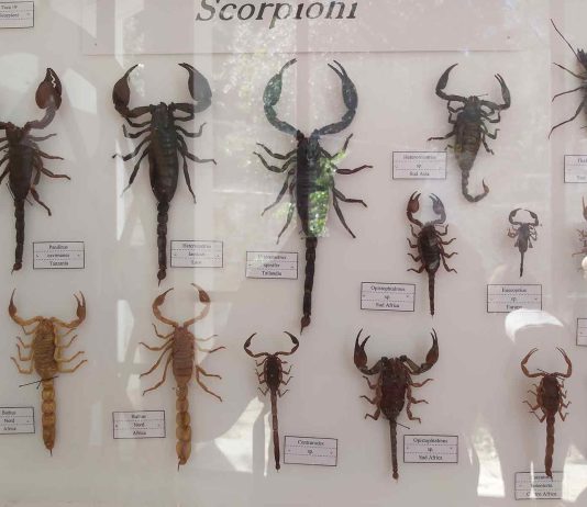 La fauna del Salento: Scorpione, il cavaliere in armatura da bagno